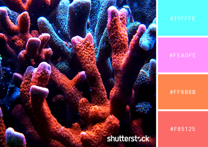 Neon Color Palettes Coral